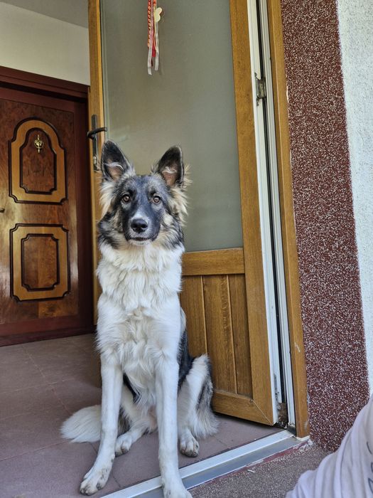 Dresaj canin- Psihologie canina