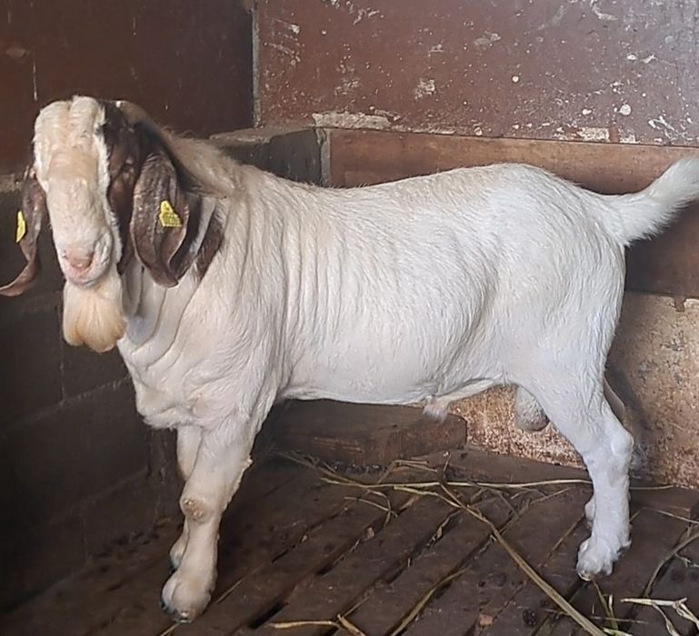 Tapi capre Iezi și iedute din rasa Boer Boier