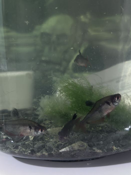 Отдам рыбку 1 шт