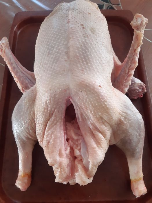 Продам гусей домашние