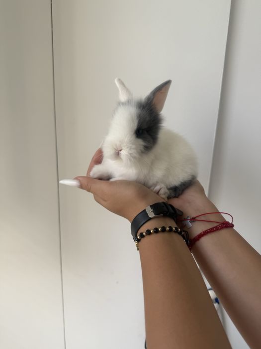 Iepurasi pitici mini toy fete si baieti