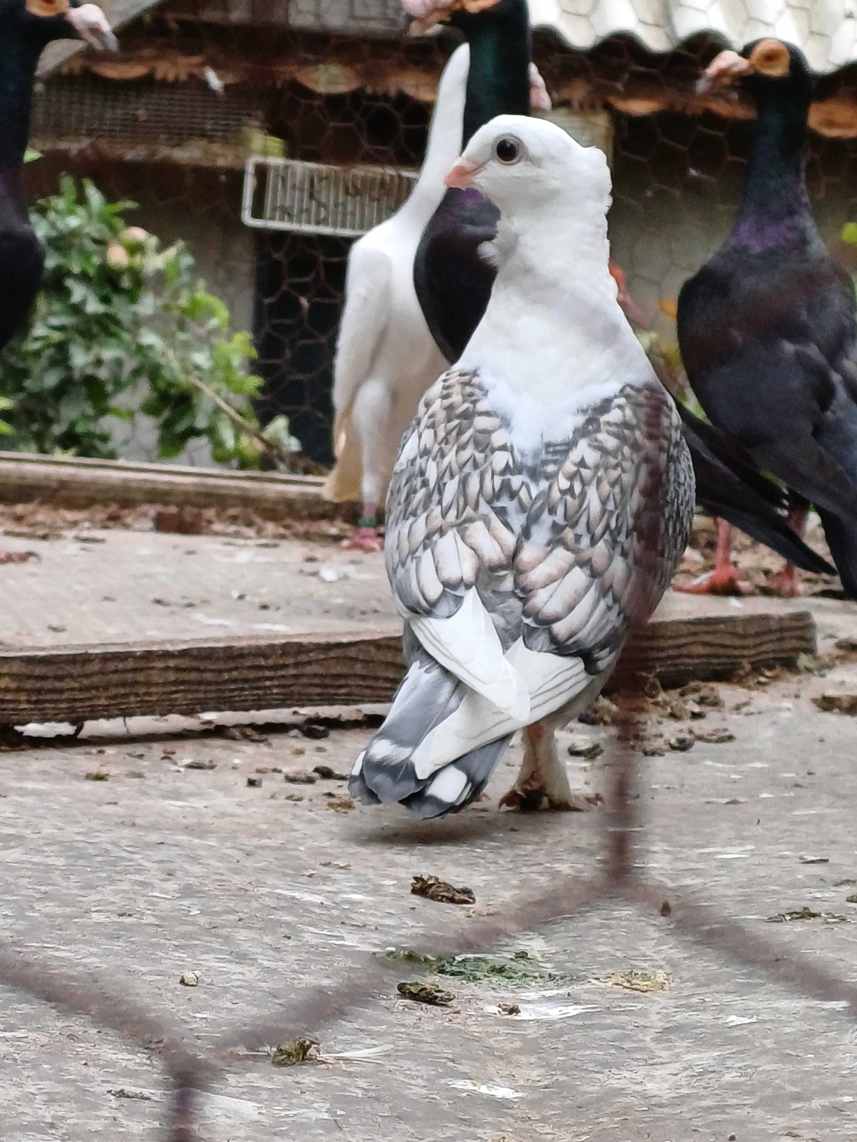 Porumbei satineti gainuse pitici