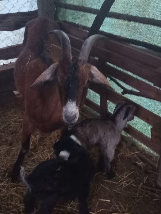 Capre și ieduțe de vânzare!