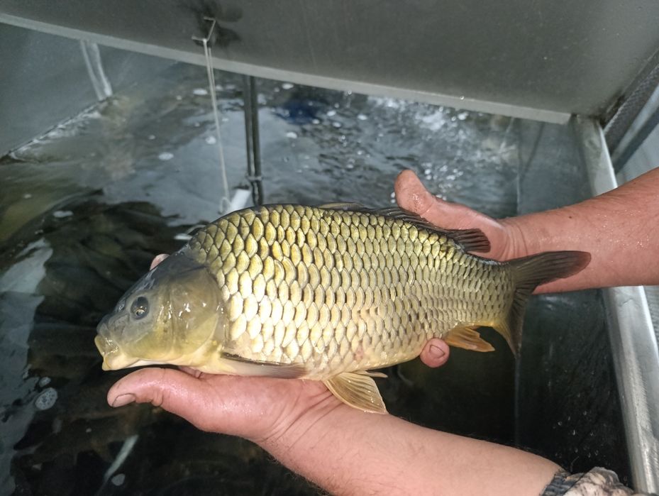 Продается живая рыба