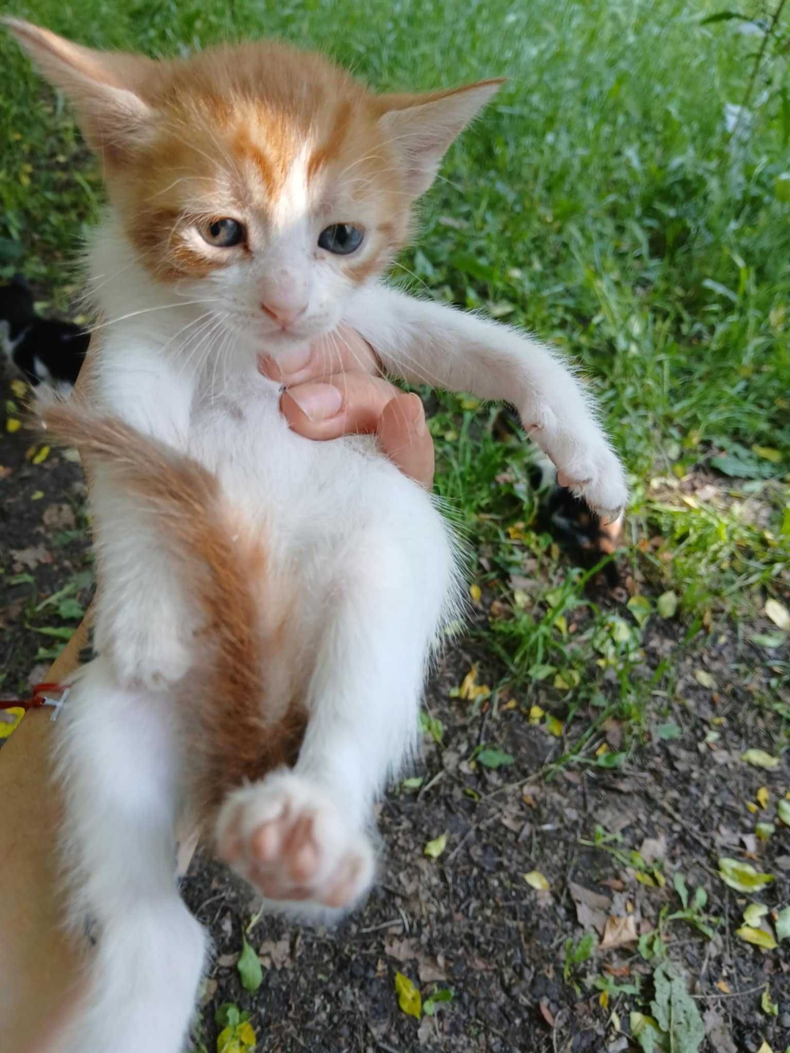Котенца за осиновяване