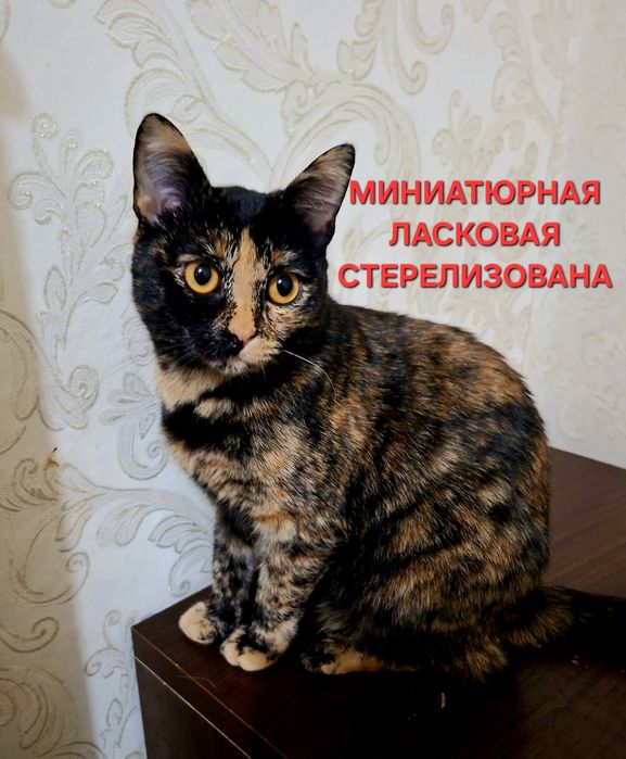 Стерелизованная миниатюрная кошечка Алиса