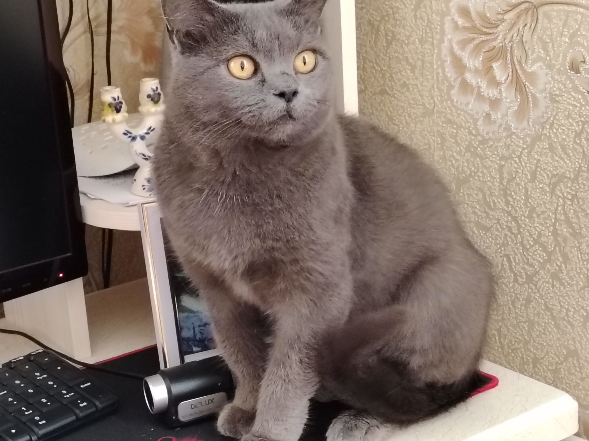 Кошка Британка ищет дом