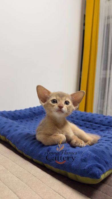Pui Abisinian de rasă pură – culoare fawn (crem)