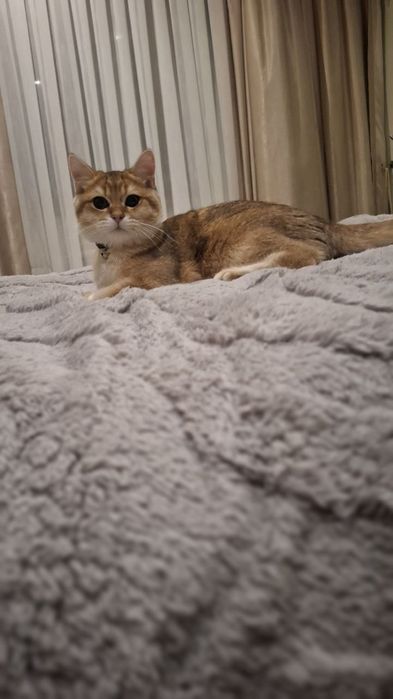 Британская шиншилла