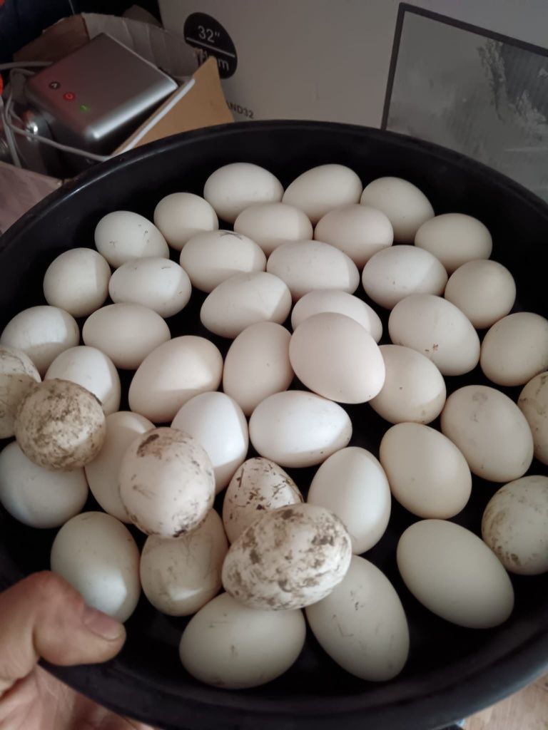 Ouă de Gaină Olandeza