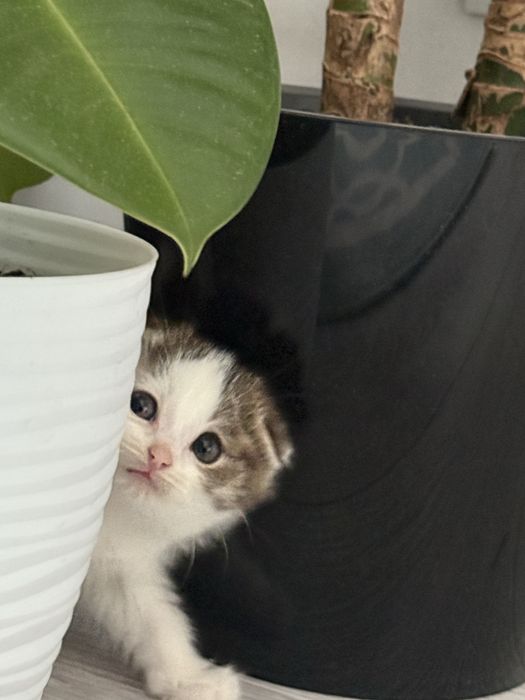 Котёнок шотландский