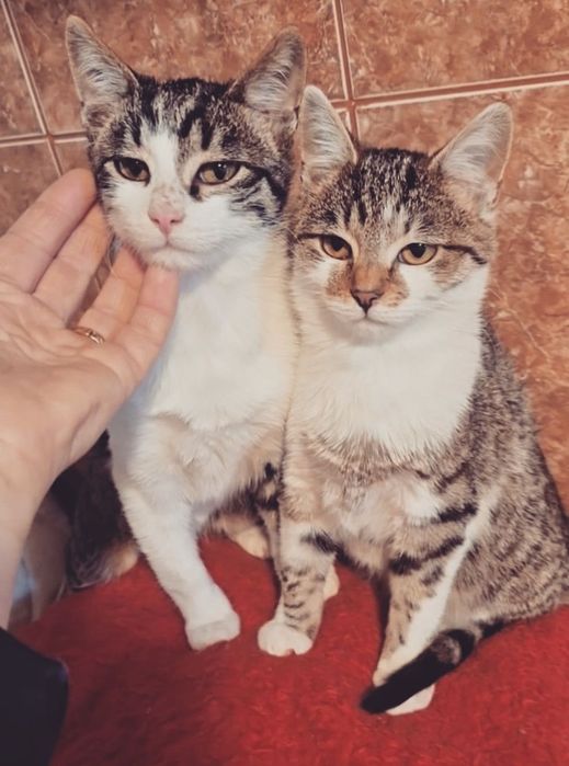 Biscotel si Lina își caută căsuța