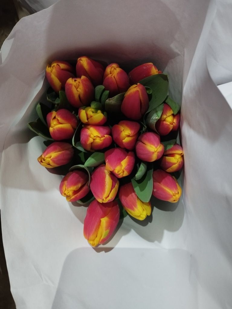 Optim Lola zakaz olamiz