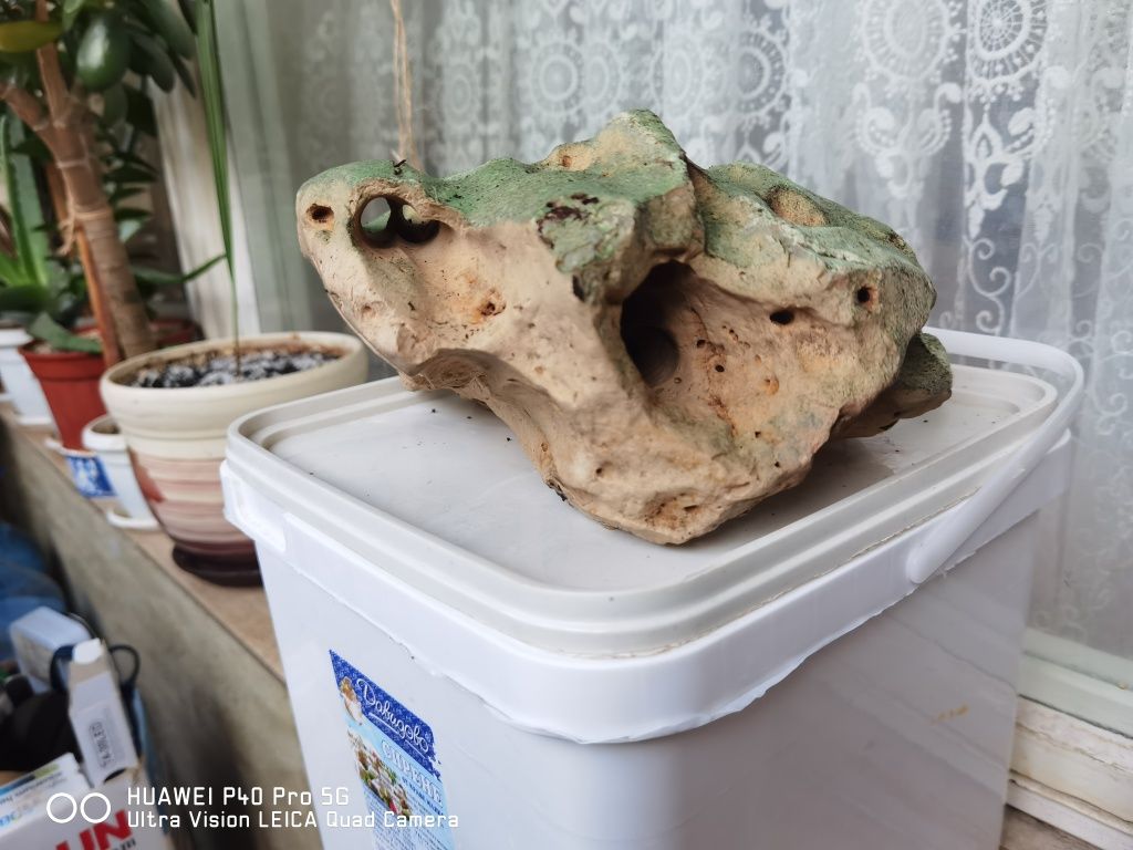 Мангрови корени..