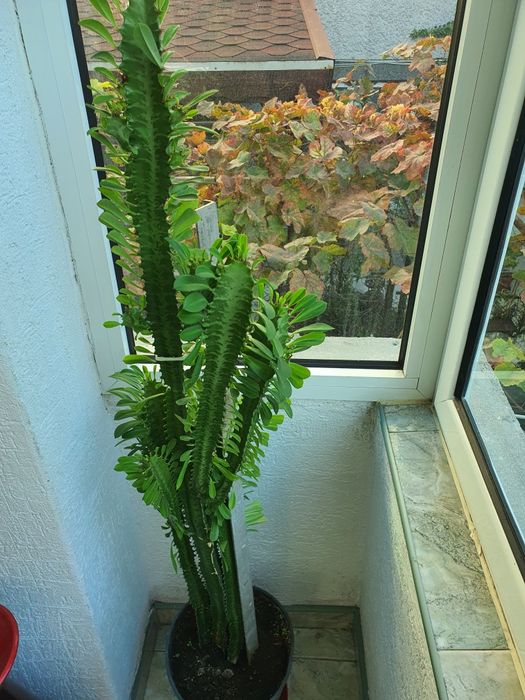 Кактус Euphorbia голям