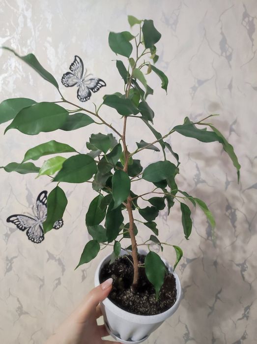 Продам фикус Бенжамина. Есть доставка.