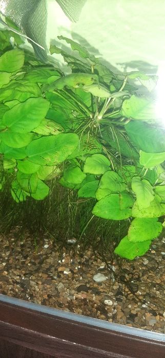 Растения за аквариум-анубиас