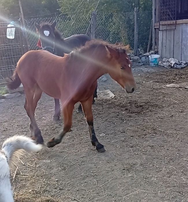 Mînză semigreu romanesc