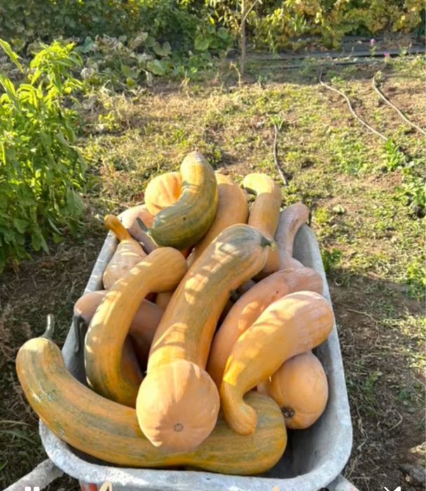 Dovleac placintar bio