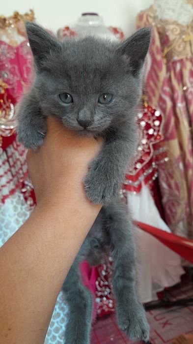 Chiroyli mushukcha parodali ug'il bola uyinqaroq