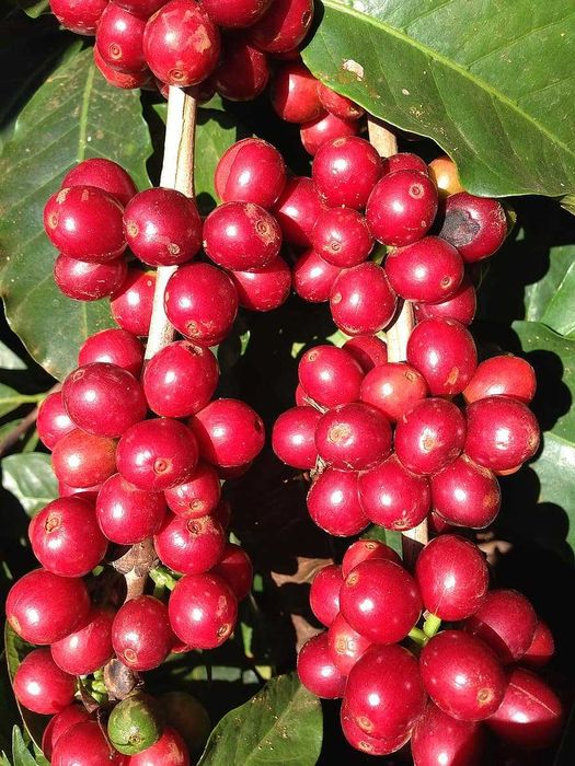 Кафе - растения сорт Арабика и Робуста