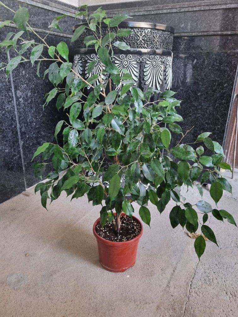 Ficus benjamina atzon narxda 



benjamina

benjamina