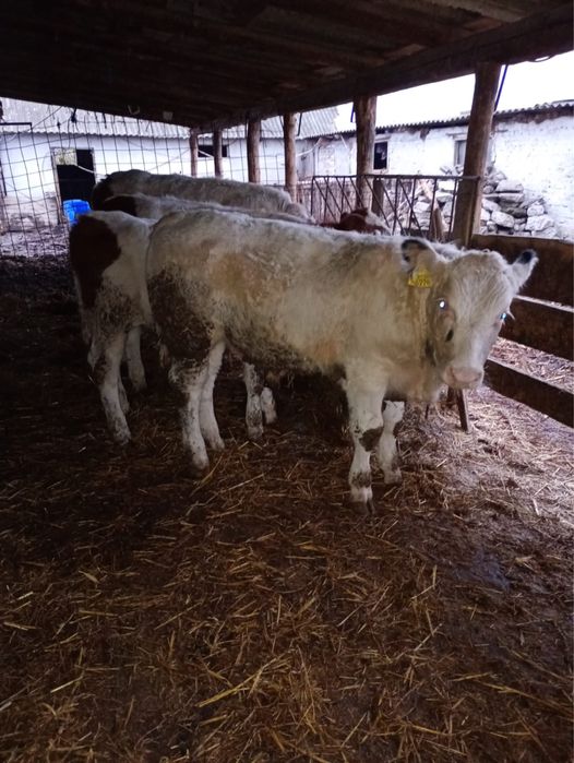 Vând 8 vitei media 230 kg