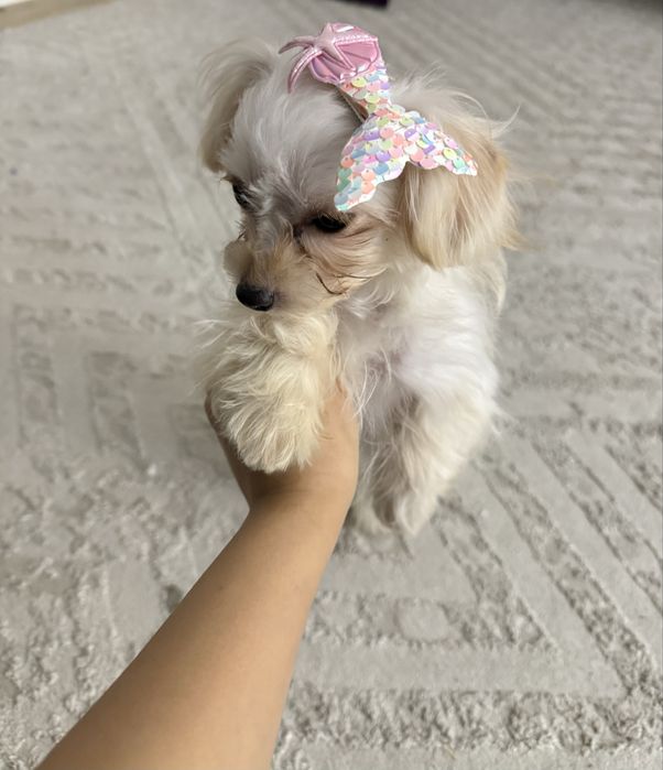 Щенок парода болонка 3,5 месяца зовут Мия