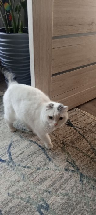 Отдам кошку в хорошие руки