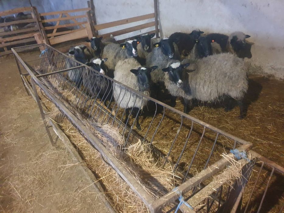 Романовски овце млади на първо второ агне