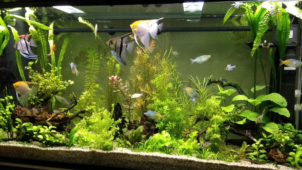 Аквариум от фирмы "SUNSUN" сенсорный экраном