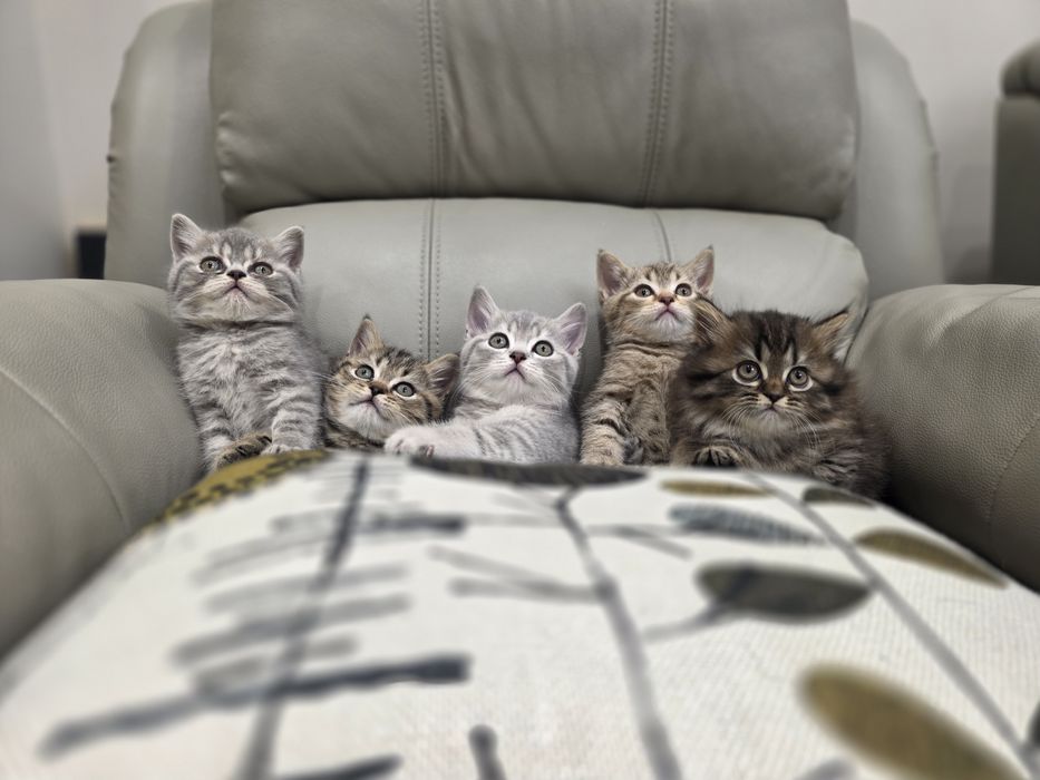Продаются Котята Британцы