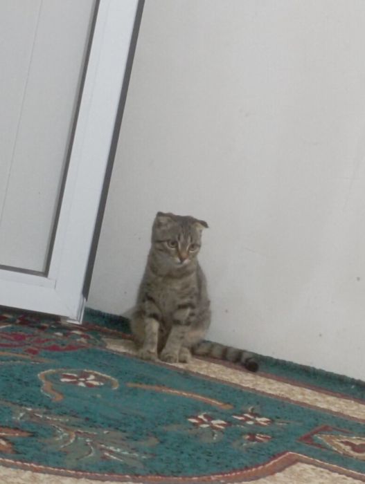 Кошка вислоухая девочка