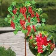 Coacăz pomișor rosu