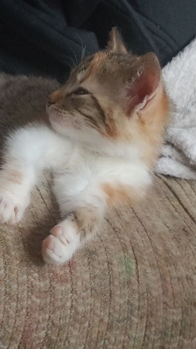 pisica pentru donație (pisica are un suflet foarte bun)