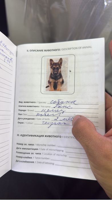 Продается шенок чистокровный немецкой овчарки