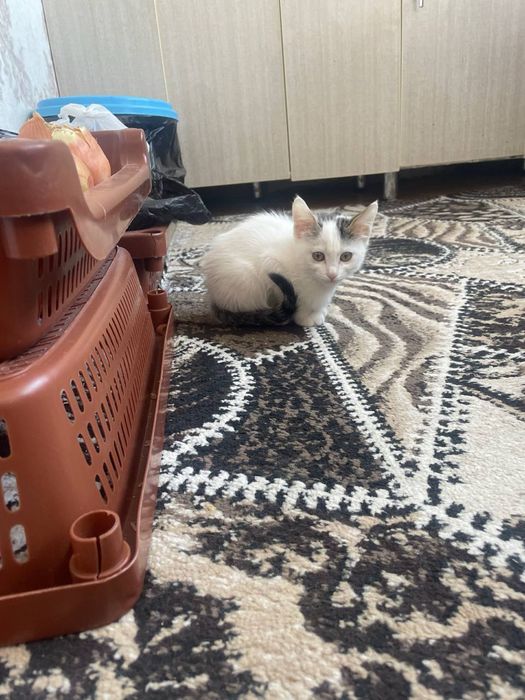 Бесплатно в хорошие руки котята
