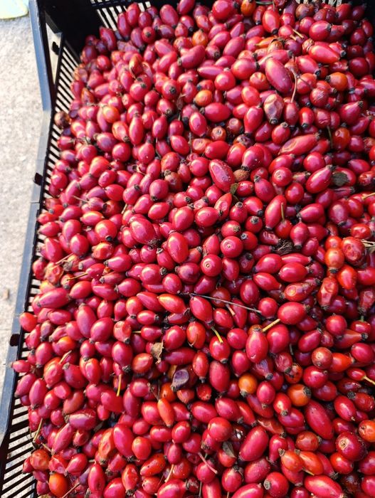 Прясна диворастяща шипка-реколта 2025г.