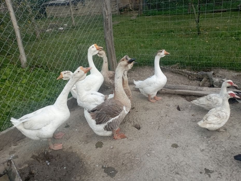 Gâște și rate leșești de casa