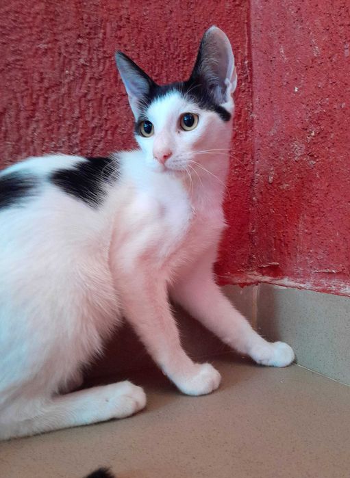 Adoptie motan castrat alb Zian