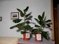 Ficus elastica robusta (7 ghivece) Livrare gratuită numai în București