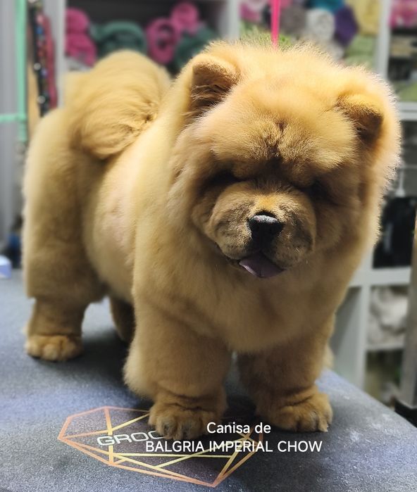 Femela Chow Chow cu Pedigree