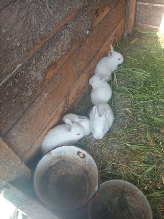 Vând iepuri rasa uriaș de transilvania