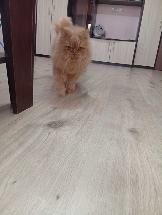 Персийско коте чистокръвно