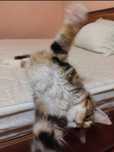 Fetița Maine Coon