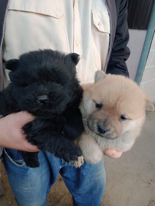 Продаются щенки Чау чау