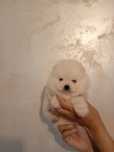 Pomeranian modelul ursulet, Din parinti talie  mini. Pe