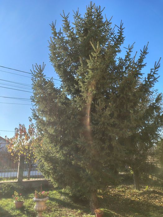 Brad natural 12metri