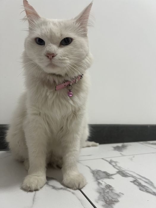 Bepul mushuk qizbola Turetskiy Angora