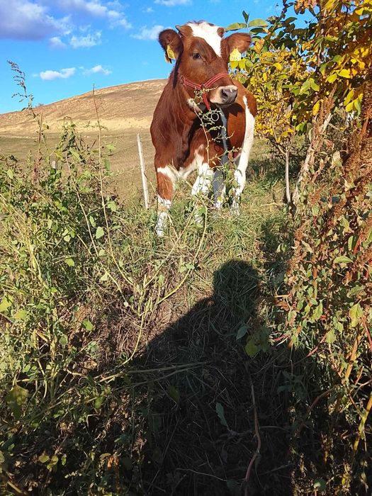 Vând o junică Bălțată Românească